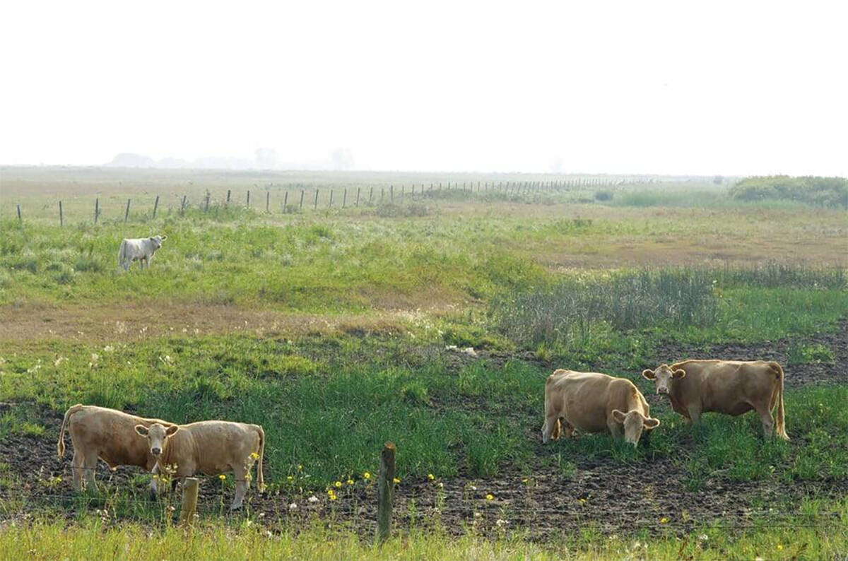 The federal and provincial governments announced measures to support Manitoba livestock producers who are being impacted by drought conditions by issuing faster payouts and providing an ability to defer loan payments. Photo: File
