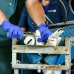 Dr. Greg Aitken, a large animal veterinarian at Peterborough Veterinary Services, demonstrates the ease with which Solvet's Lidoband, a lidocaine-infused latex band, can be administered on lambs for tail docking or castration.