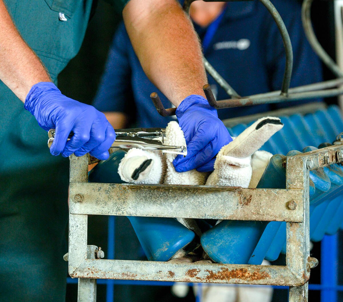 Dr. Greg Aitken, a large animal veterinarian at Peterborough Veterinary Services, demonstrates the ease with which Solvet's Lidoband, a lidocaine-infused latex band, can be administered on lambs for tail docking or castration.