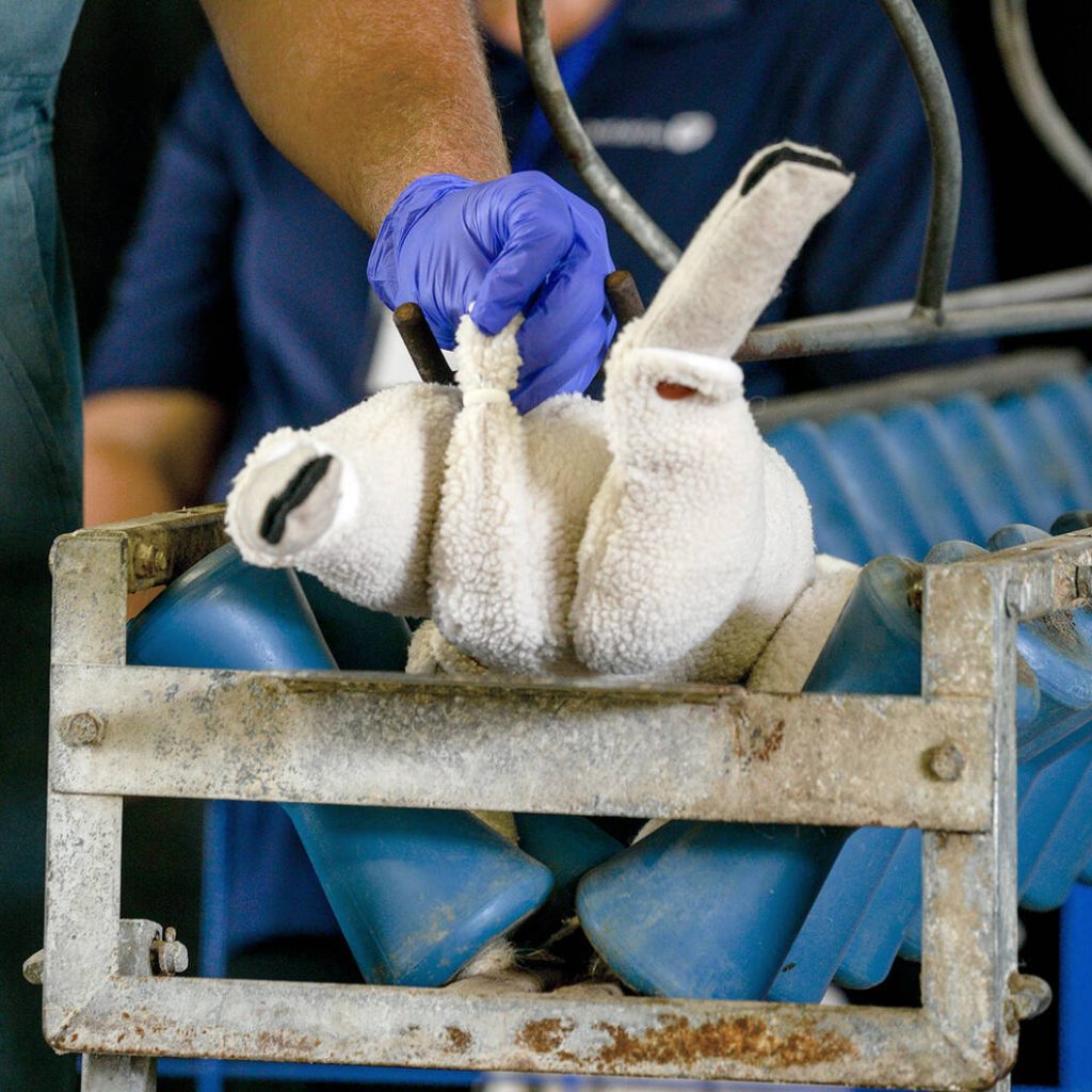 Dr. Greg Aitken, a large animal veterinarian at Peterborough Veterinary Services, demonstrates the ease with which Solvet's Lidoband, a lidocaine-infused latex band, can be administered on lambs for tail docking or castration during the Ontario Sheep Field Day in Orono, Ont., July 24, 2025. Photo: Diana Martin