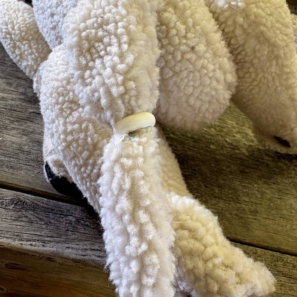 A stuffed sheep's tail is docked using Solvet's Lidoband, a lidocaine-infused latex band, which can be administered on lambs for tail docking or castration, during a demonstration at the Ontario Sheep Field Day in Orono, Ont., July 24, 2025. Photo: Diana Martin