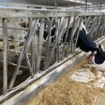 Once cows have calved they have several risk for abnormal inflammation.