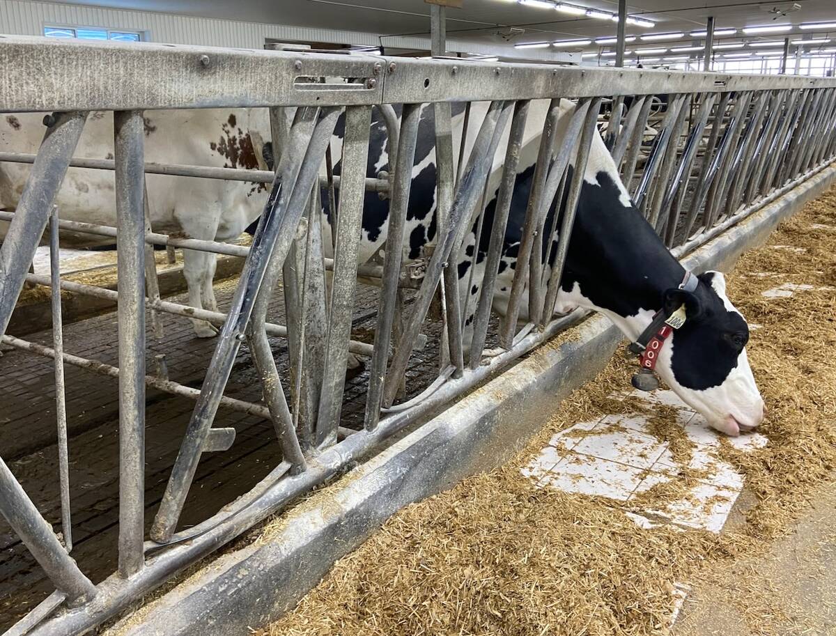 Once cows have calved they have several risk for abnormal inflammation.