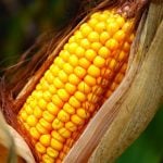 Organic fraud cases south of the border have buoyed Ontario’s corn market. Photo: File
