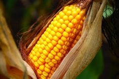 Organic fraud cases south of the border have buoyed Ontario’s corn market. Photo: File