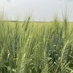A wheat crop heads for the ripening stage in southeast Saskatchewan, July 20, 2024. Photo: Greg Berg