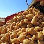 Evolutionary origins of the potato revealed – and a tomato was involved