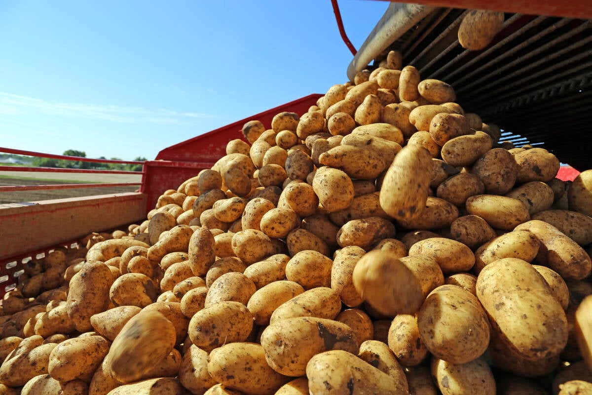 Feed weekly outlook: Grain area to increase this year