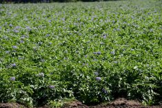 Potatoes in flower mark the filling phase of tuber development in the Amaranth, Ont., area. Ontario growers struggled after a late blight epidemic in 2023, but preemptive strategies kept the fungal disease at bay in 2024. Photo Diana Martin