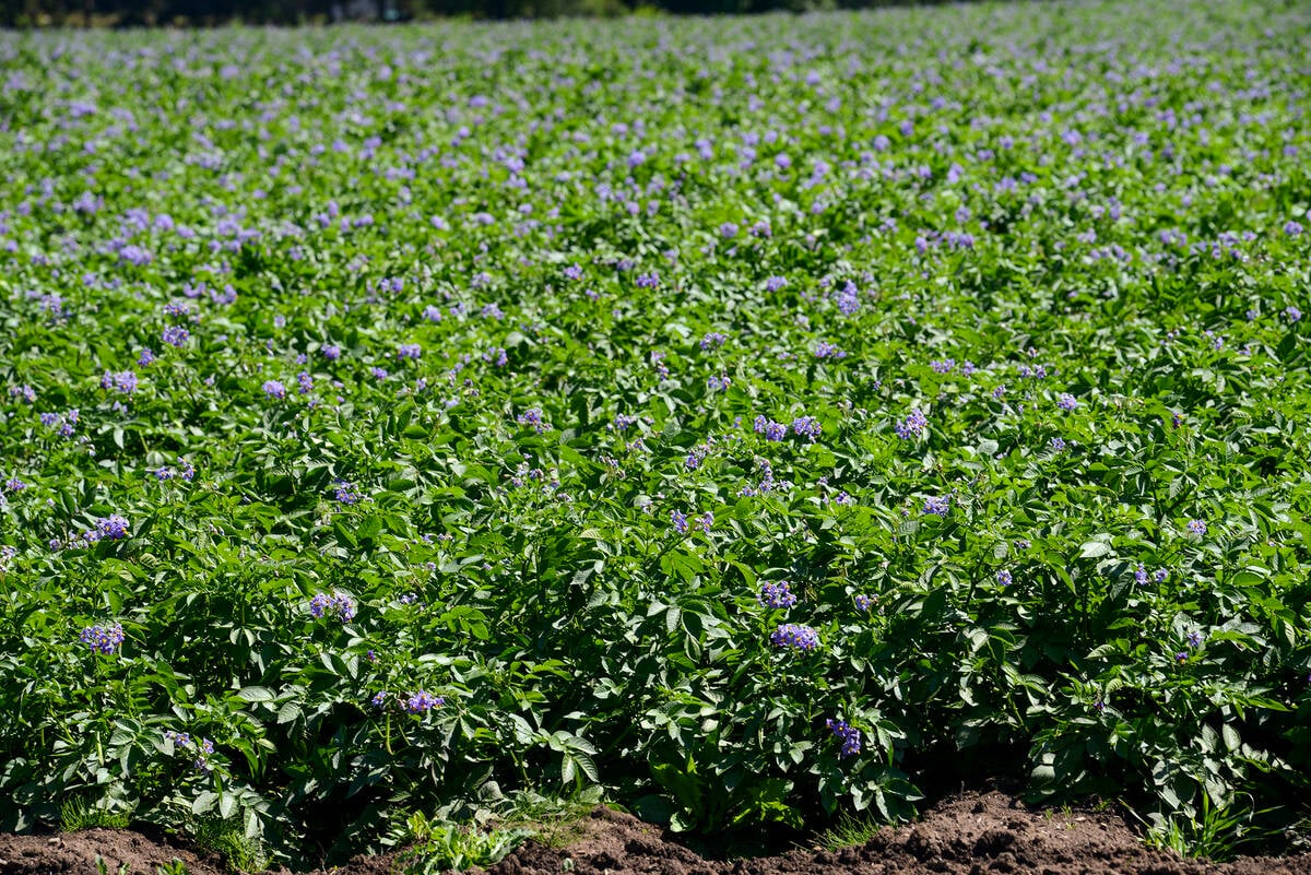 Potatoes in flower mark the filling phase of tuber development in the Amaranth, Ont., area. Ontario growers struggled after a late blight epidemic in 2023, but preemptive strategies kept the fungal disease at bay in 2024. Photo Diana Martin