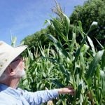Francis Glenn inspects silage corn lines at his trial plot farm near Cedar Springs, Chatham-Kent, July 2025. Photo: Matt McIntosh