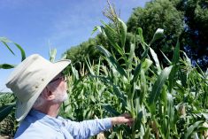 Francis Glenn inspects silage corn lines at his trial plot farm near Cedar Springs, Chatham-Kent, July 2025. Photo: Matt McIntosh