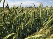 Canadian producers must navigate conflicting global pesticide and residue rules that can clash with domestic approvals, risking market access and requiring careful management and industry support, according to industry experts. Photo: Greg Berg