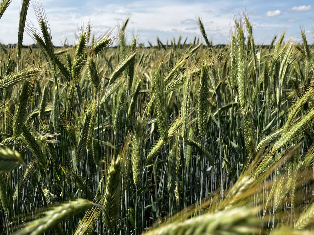 Canadian producers must navigate conflicting global pesticide and residue rules that can clash with domestic approvals, risking market access and requiring careful management and industry support, according to industry experts. Photo: Greg Berg