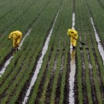 Field workers dressed head-to-toe in bright yellow rain gear shovel drainage channels in a Holland Marsh onion field under a steady drizzle.