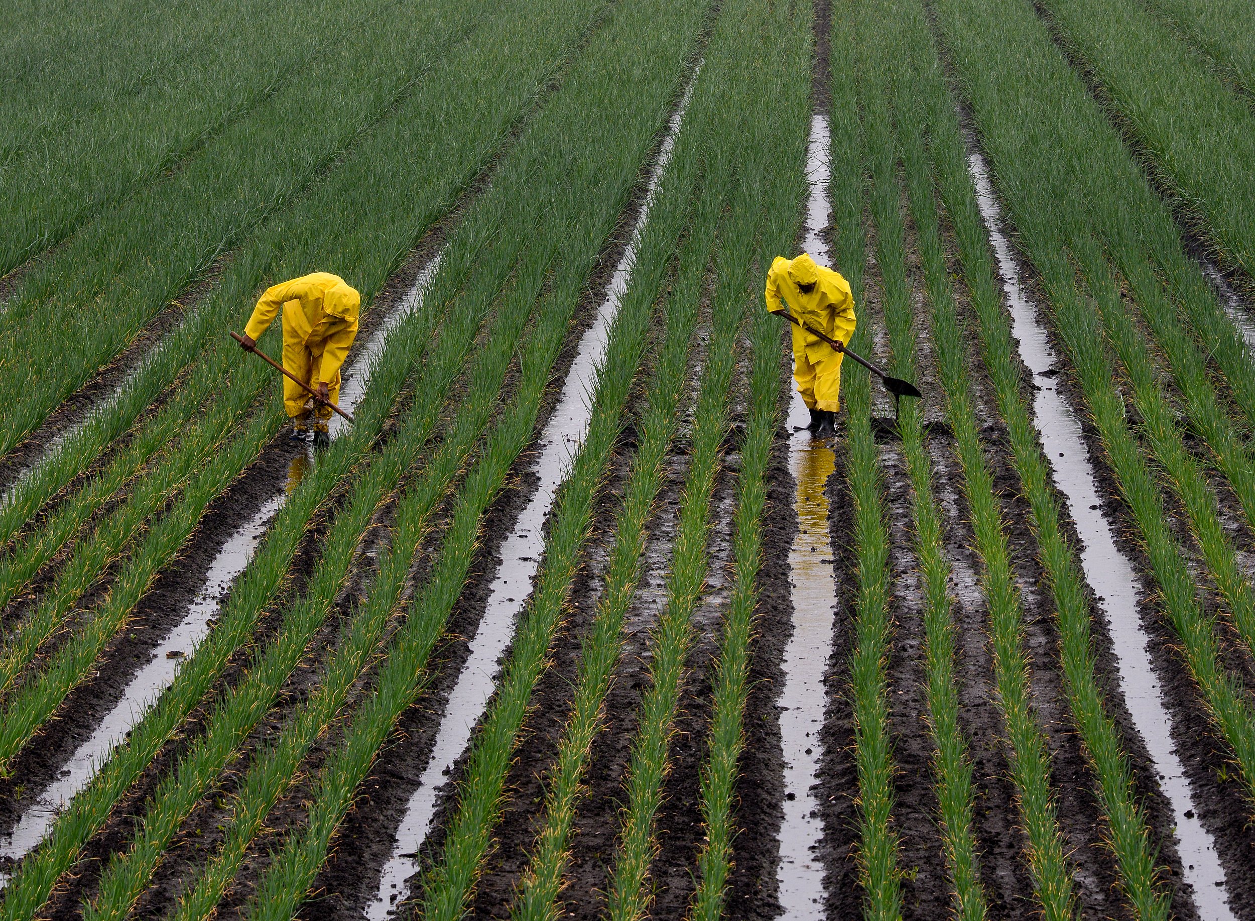 Field workers dressed head-to-toe in bright yellow rain gear shovel drainage channels in a Holland Marsh onion field under a steady drizzle.