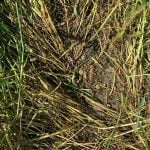 True army worms outbreaks occur every four to six years in the Great Lakes region. The pests target cereal crops, corn and grassy vegetation. Photo: Joanna Follings/OMAFRA