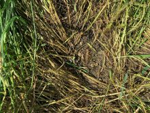 True army worms outbreaks occur every four to six years in the Great Lakes region. The pests target cereal crops, corn and grassy vegetation. Photo: Joanna Follings/OMAFRA