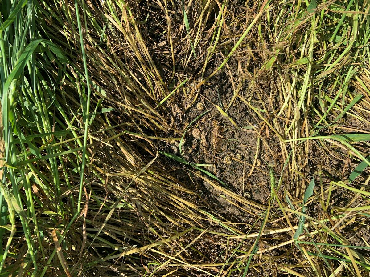 True army worms outbreaks occur every four to six years in the Great Lakes region. The pests target cereal crops, corn and grassy vegetation. Photo: Joanna Follings/OMAFRA