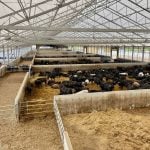 The newest barn at Van Osch Farms near Ailsa Craig is open, with lots of light and outside access for the cattle. Photo: John Greig