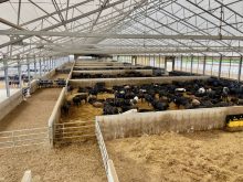 The newest barn at Van Osch Farms near Ailsa Craig is open, with lots of light and outside access for the cattle. Photo: John Greig