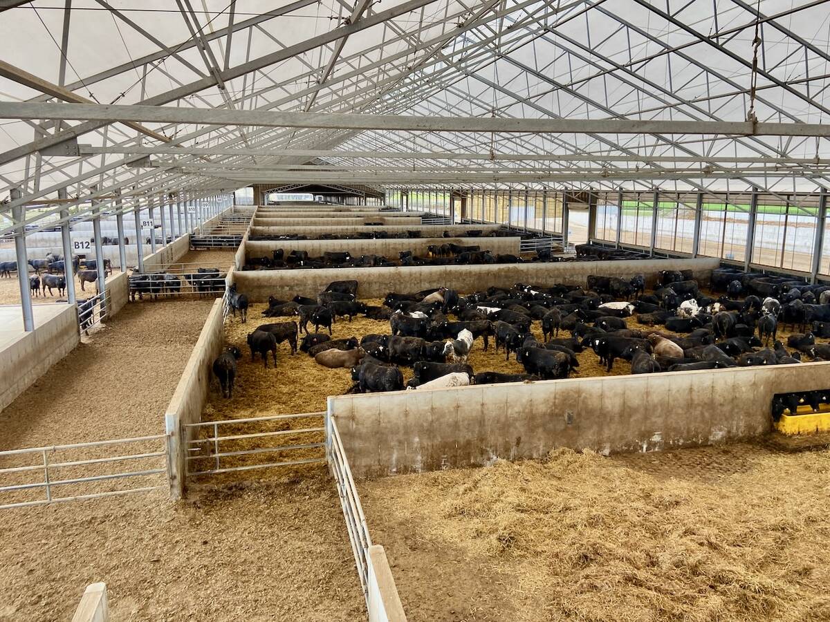 The newest barn at Van Osch Farms near Ailsa Craig is open, with lots of light and outside access for the cattle. Photo: John Greig
