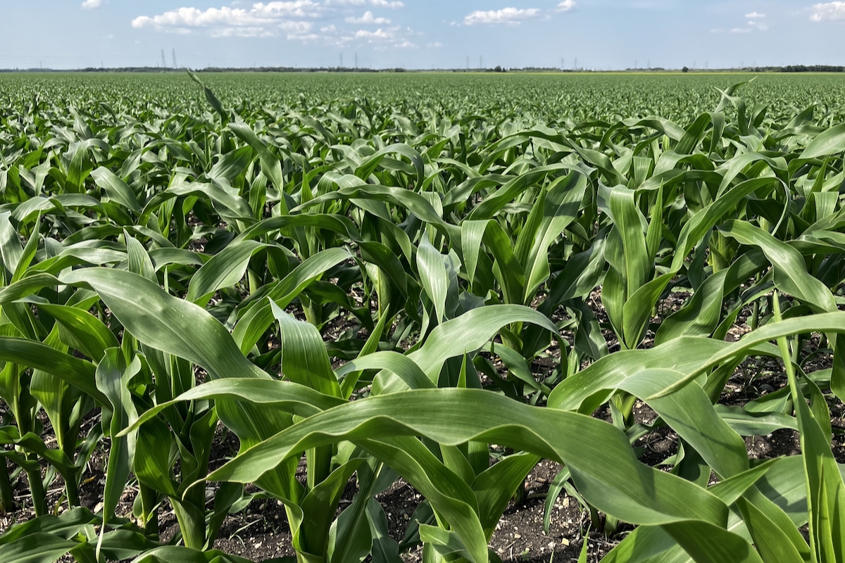 Cereals withstood storms better: CCHA
