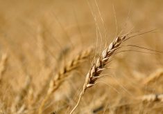 USDA’s spring and winter wheat ratings exceed expectations