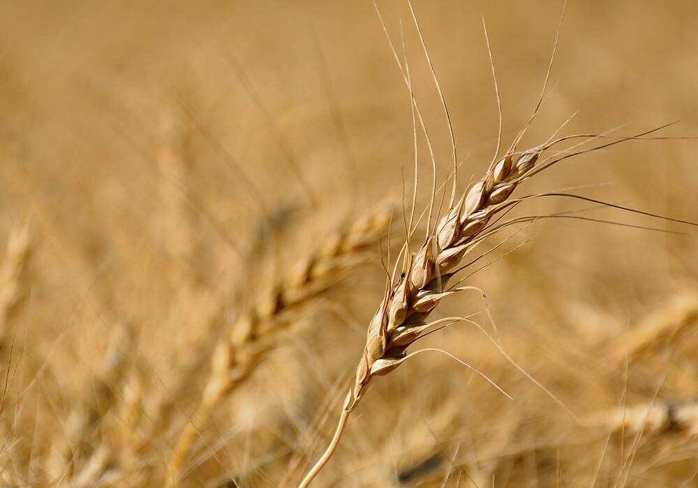 USDA’s spring and winter wheat ratings exceed expectations