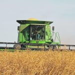 Mustard harvest: File photo