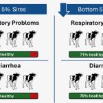 Illustration of impact of top five and bottom five Holstein sires on respiratory problems and diarrhea problems. Photo: Lactanet