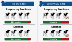 Illustration of impact of top five and bottom five Holstein sires on respiratory problems and diarrhea problems. Photo: Lactanet