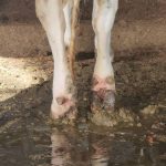 A dairy cow's hooves are shown infected with the red lesions of digital dermatitis. Photo: Amir Nejati