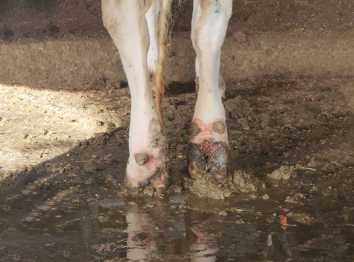 A dairy cow's hooves are shown infected with the red lesions of digital dermatitis. Photo: Amir Nejati