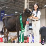 Nadia Uhr with her heifer at the Royal Agricultural Winter Fair. Photo: Courtesy Nadia Uhr