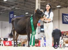 Nadia Uhr with her heifer at the Royal Agricultural Winter Fair. Photo: Courtesy Nadia Uhr