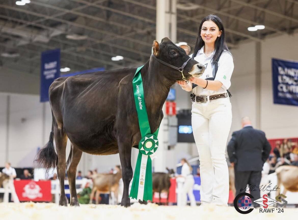 Nadia Uhr with her heifer at the Royal Agricultural Winter Fair. Photo: Courtesy Nadia Uhr