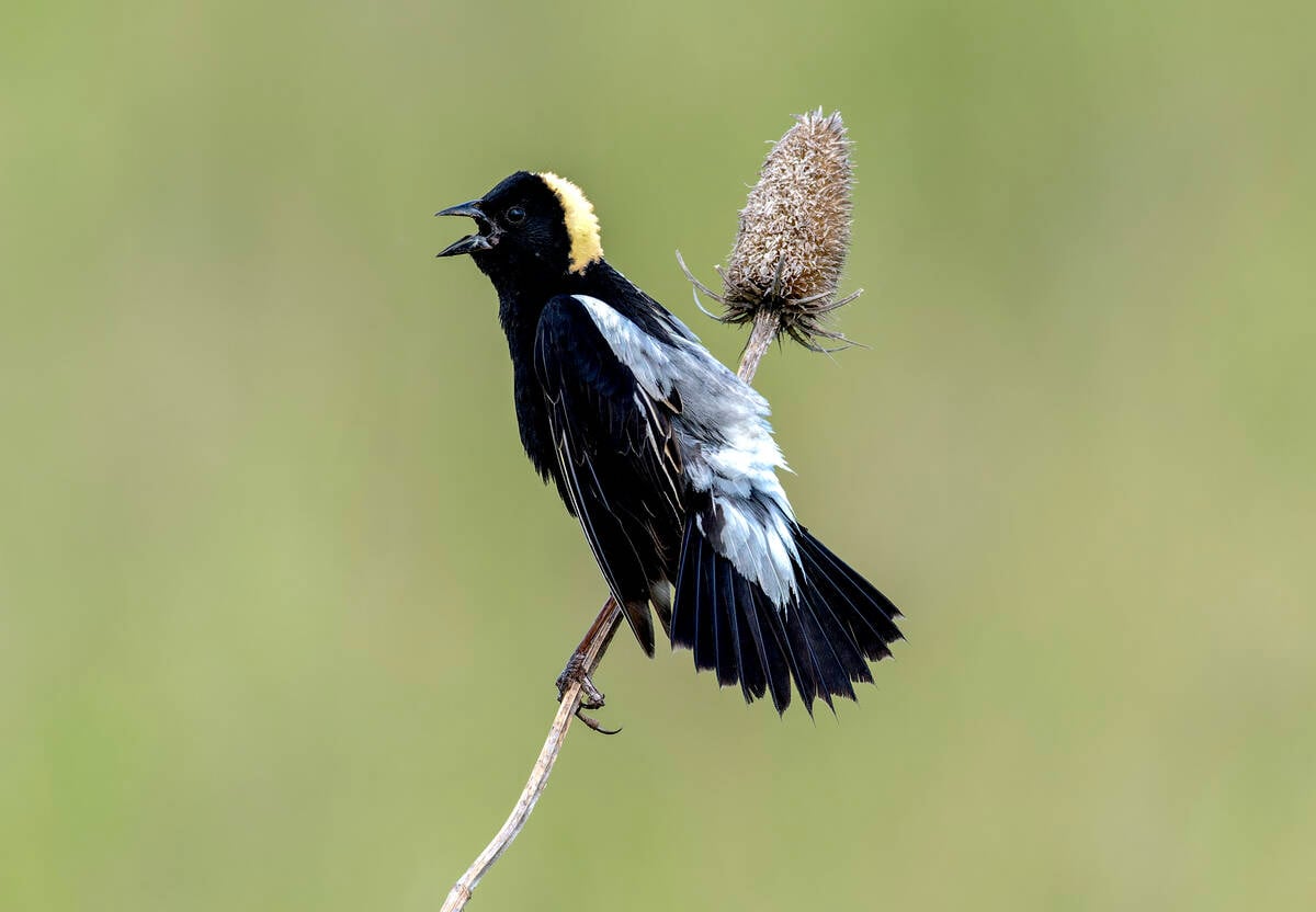 A Bobolink in a southern Ontario grassland. Photo Victoria Pepe