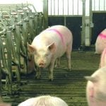 A sow stands in a group housing pen. She is marked with a pink stripe on her back as part of research conducted at the Prairie Swine Centre located near Saskatoon. Photo: File