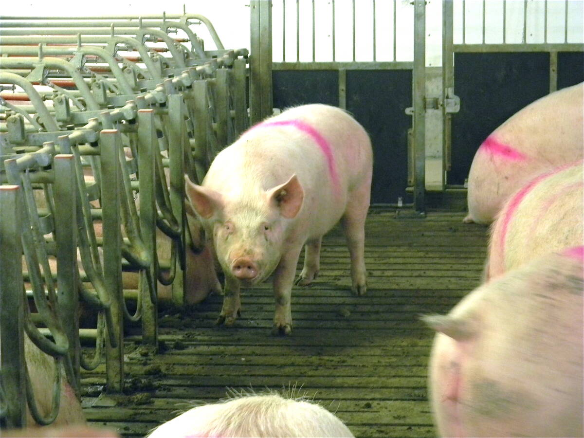 A sow stands in a group housing pen. She is marked with a pink stripe on her back as part of research conducted at the Prairie Swine Centre located near Saskatoon. Photo: File