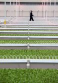 Jay Willmot, founder and CEO of Haven Greens, sometimes strolls amongst the leafy greens to clear his head, June 9, 2025. Photo: Diana Martin