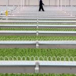 Jay Willmot, founder and CEO of Haven Greens, sometimes strolls amongst the leafy greens to clear his head, June 9, 2025. Photo: Diana Martin