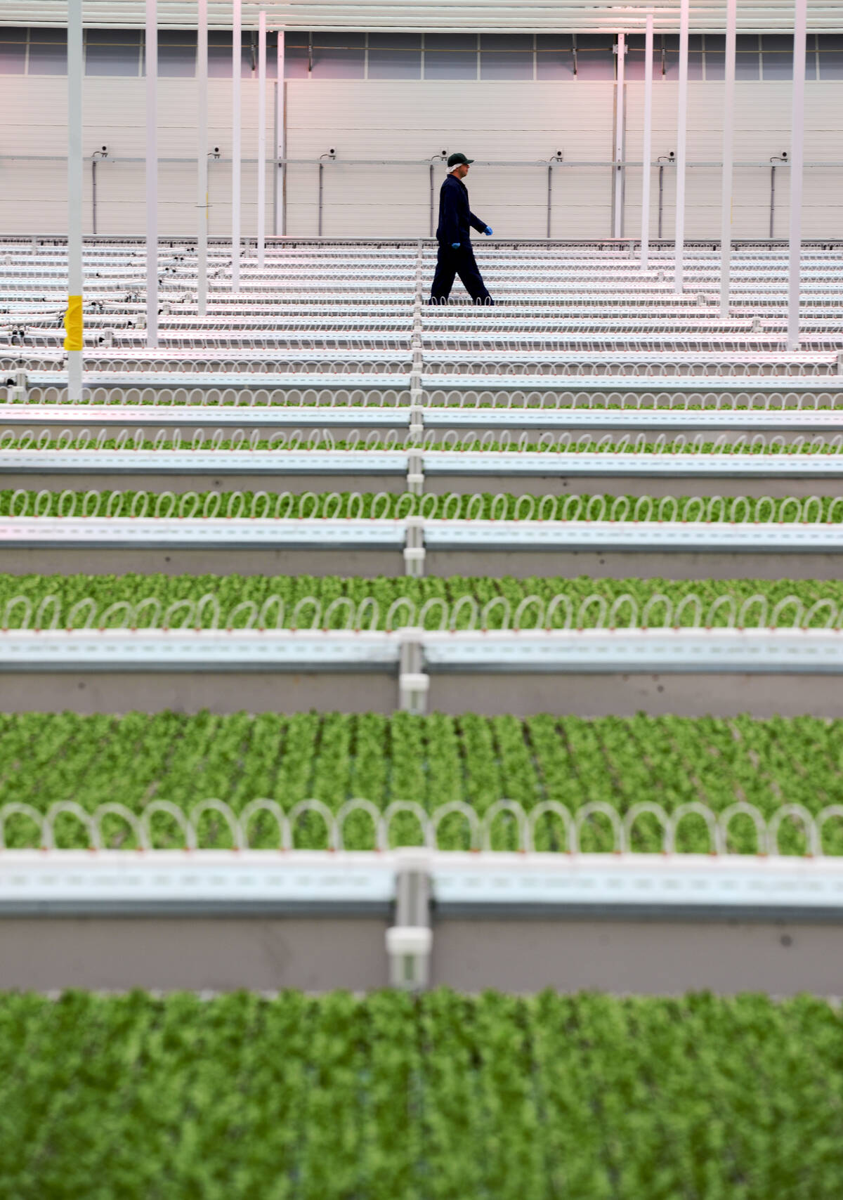 Jay Willmot, founder and CEO of Haven Greens, sometimes strolls amongst the leafy greens to clear his head, June 9, 2025. Photo: Diana Martin