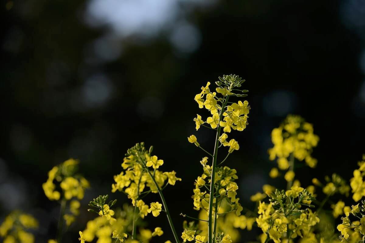 This year’s El Nino could be strongest on record