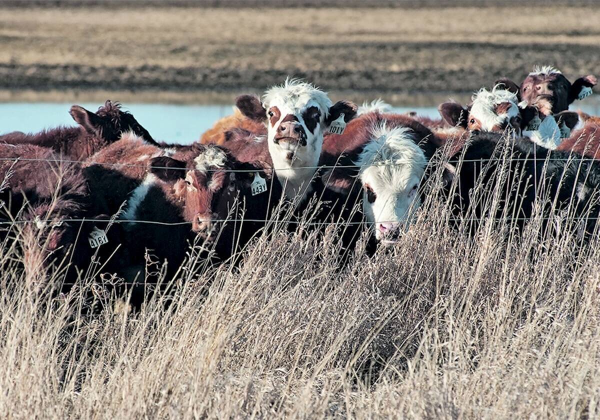 Alberta Beef Producers announced on August 12 its withdrawal from the Canadian Cattle Association, effective July 1, 2026. Photo: File
