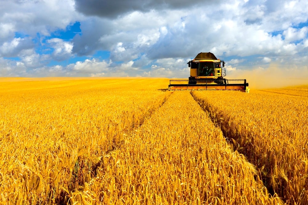 Markets are quieter-than-normal as farmers continue to be busy with harvest operations. Photo: Thinkstock
