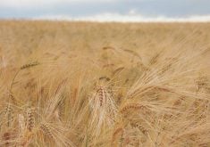 Feed Grain Weekly: Barley seeing low prices, demand