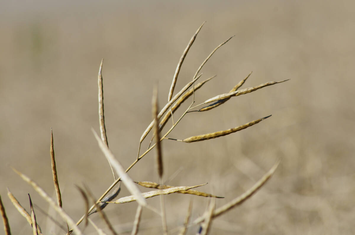 Mature standing canola is ready for harvest in west-central Manitoba in late September. PHOTO: ALEXIS STOCKFORD