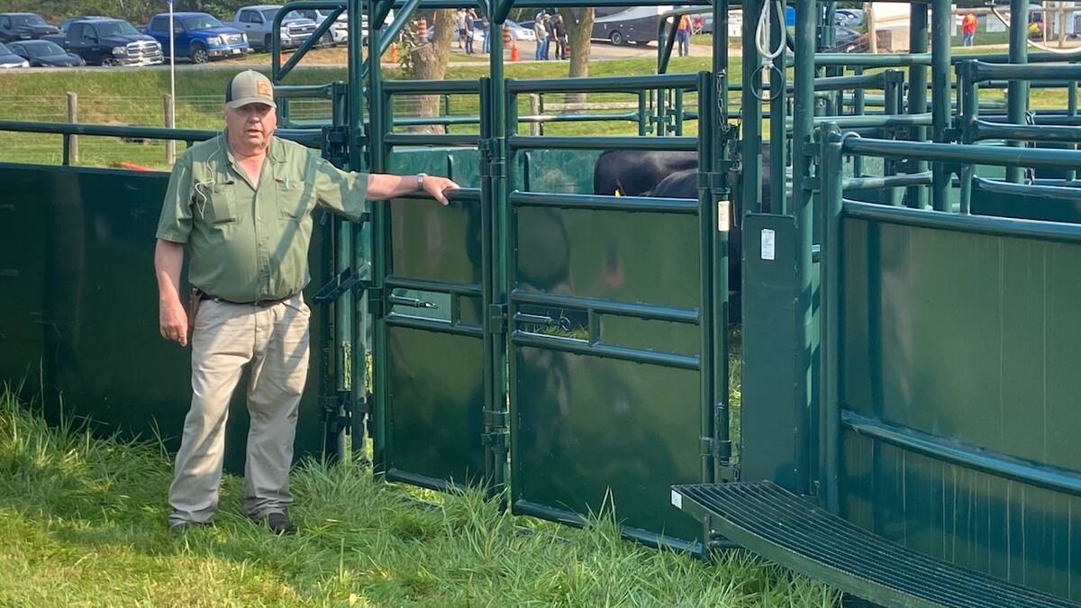 Cattle handling at Canada's Outdoor Farm Show.