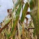 Black tar spot stromata on corn leaves in an Oxford County field in September 2024. Photo: OMAFA
